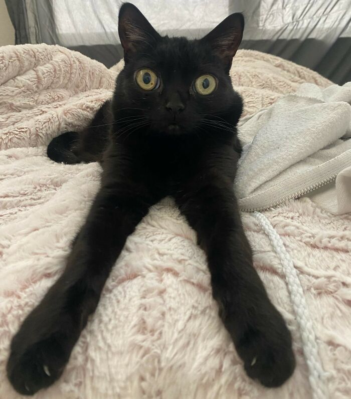 Meet Jinx A Cute Black Cat With Big Eyes That Is Named Mayor Of A Small Michigan Town Daily